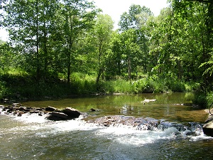 A creek among the trees in Scenic Mountain Trails
