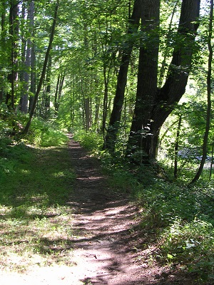 Walking path in the woods on the Marsh Loop Trail
