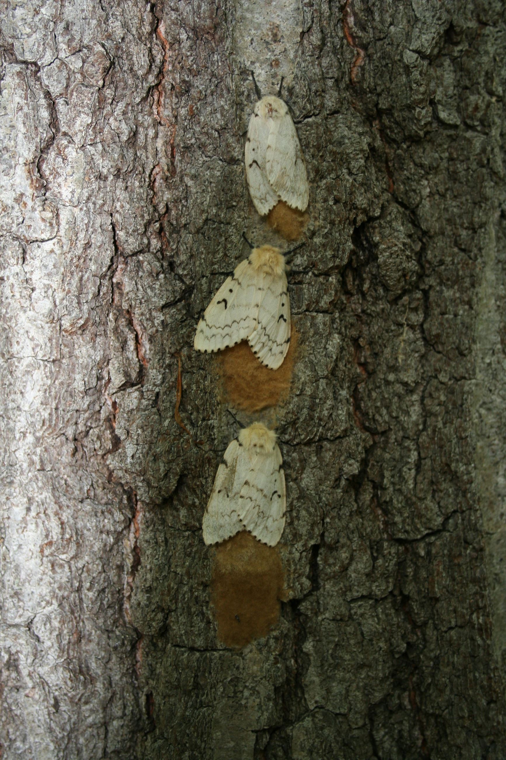gypsy_moth_egg_masses[1]