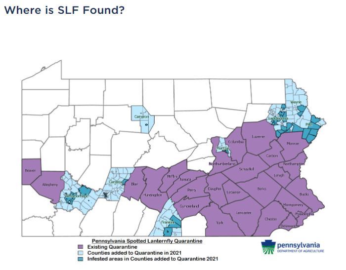 Spotted Lantern Fly_In_PA