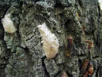 Gypsy moth egg mass